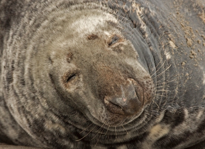 Bezig met een nieuwe website hierdoor kom je nog foto's tegen die ik  nog niet had bewerkt.
Deze jongen lag heerlijk te slapen op het strand bij Dune.

Gr Henny

www.hsnaturephoto.com