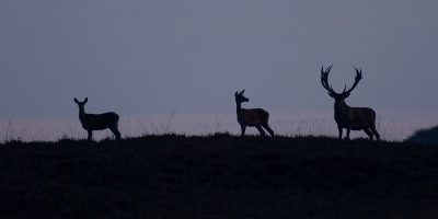 Toen we richting de uitgang van het park de Hoge Veluwe gingen, stond daar zo mooi op het heuveltje een hert, en 2 hinde's.  Een buiten kansje voor een silhouet.