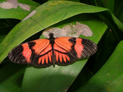 Omdat er in deze tijd geen vlinders zijn,naar de vlindertuin in Emmen geweest.Als vlinderliefhebber kan ik dit iedereen aanraden, echt fantastisch mooie vlinders.