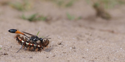 Deze wesp liep zwaar geladen met een rups toch aan een behoorlijke snelheid over het witte heidezand. Het bleek alles behalve eenvoudig om ze goed op de foto te krijgen, maar ik denk dat het me toch nog aardig gelukt is. Weet iemand om welke soorten het gaat (sluipwesp en rups aub)