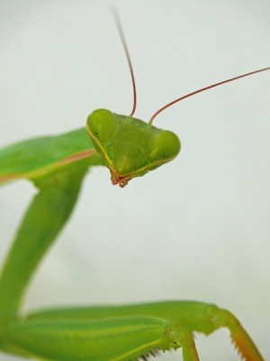 De mantis is een rustig bewegend insect erg geschikt om opnames van te maken. Het flink uit de kluitengewassen insect zat op de muur van mijn vakantiehuisje op de Peloponnesos.