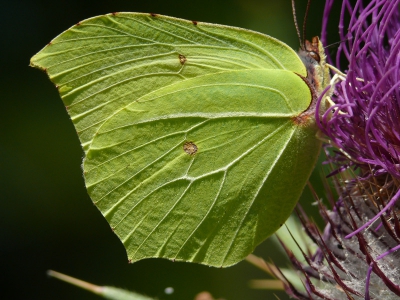 De nog slechts enkele bloeiende planten werden druk bezocht door vlinders en andere insecten. De zon stond laag en uit de hand deze opname gemaakt van de citroenvlinder.