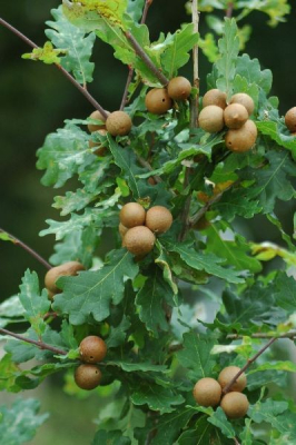Rond 1600 werden deze �noten� gebruikt om gitzwarte inkt van te maken, voor het schrift. Anno 2009 ff een digi fotootje, stukje tekst en het wereldwijde web op. Zelfs voor de galnoot zijn de tijden veranderd. Galnoot komt voornamelijk voor op 2-jarig hout van de zomer en winter eik. Het wordt ook wel knikkergal genoemd