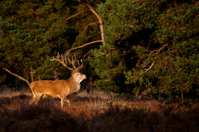 Was het gepruts van mijn man zat :-) en dacht dat ga ik zelf wel even doen. Ben klein van stuk dus met een beetje gewurm heb ik me in de fotografenmenigte begeven. Veel lieten de herten gisteren zich niet zien maar ik heb geduldig op 't laatste warme licht gewacht en toen afgedrukt. 

Groeten Kristin Wilmers.