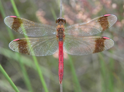 In de heide langs een grote sloot diverse Bandheidelibellen aangetroffen. Geen libel zo fotogeniek als deze.