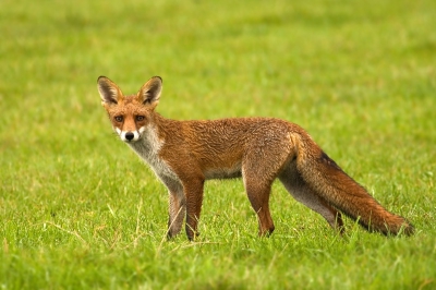 Gistermorgen zat ik onder mijn camouflagenet te wachten op een paar putters die ik afgelopen week bij een distelveld zag zitten. Plotseling sprong deze vos uit een aangrenzend maisveld. Ik was natuurlijk aangenaam verrast. Ik geloof niet dat hij me kon zien maar het geklik van de camera liet hem wel even mijn kant op kijken.