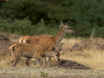 Ook ik was op de wildbaan en met mij weet ik hoeveel fotografen..jammer dat de zon het wat liet afweten af en toe maar toch nog wel een paar aardige foto,s kunnen maken