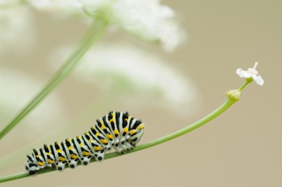 Was wat plantjes aan het kijken toen opeens mijn oog op dit kleine rupsje viel. Hij had al aardig zijn best gedaan met deze bloem van de Wilde Peen, maar er was ook nog genoeg over.