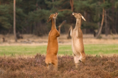 Het licht was vanavond slecht. De hindes kwamen ook nog een pas om half 8, dus dat bemoeilijkte het nog eens extra om goede foto's te maken. Gelukkig had ik de camera van mijn broertje te leen, met 300 F4, zodat ik toch nog een redelijke lichtsterkte had.