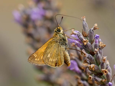 De  Lavendel was al bijna uitgebloeid maar toch kon dit dikkopje nog wel van zijn gading vinden. Door 2e tak lavendel vaag op de achtergrond krijg je de vlinder toch centraal en geeft het toch de biotoop goed weer.