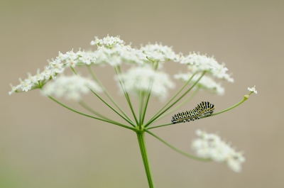 Hierbij een overzicht van de rups in het bloemscherm van de Wilde Peen. Had altijd gedacht dat de rups veel groter was (zal ie ook nog wel worden denk ik). Lichte achtergrond is een grindkoffer achter de dijk.