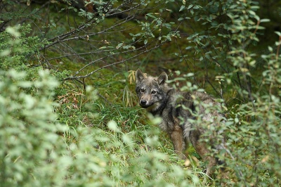 Tijdens een wandeling in een vrij afgelegen en rustig gebied in het Banff park kwamen we plots 2 van deze wolvenpups tegen, ze waren aan het spelen op amper een 10-tal meter voor ons in de rand van het bos, ��ntje nam heel snel de benen, deze was iets nieuwschieriger en liet me de kans om enkele foto�s te maken.  Volgens de locals vrij uitzonderlijk om deze tegen het lijf te lopen.