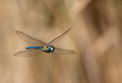 normaal gesproken ben ik veel met vogel fotografie bezig. maar door deze foto toch ook de andere kant eens gezien. Deze paardenbijter kwam iedere keer vlak voor de lens.