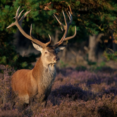 even een dag naar de veluwe om het natuur geweld weer even mee te maken mooi weer en gunstige het plekje wat ik had gr jos