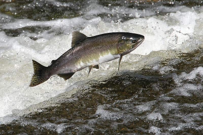 Duizenden �pinkies� zien de rivier optrekken daar over deze hindernissen, andere hindernissen in de vorm van grizzly�s en bald eagles waren er ook wel aan de sporen te zien aan de oevers� Aan de westkant was het volgens de locale mensen een uitzonderlijk zalmjaar, in het binnenland was het een pak minder, de watertemperatuur was door de uitzonderlijke temperaturen zo�n 3�C hoger en dat was niet goed�