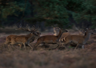 Dit was toch een bijzonder moment , er konden nog net foto,s worden gemaakt met een teruglopende sluitertijd . Plotseling kwam het plaatshert in beweging
en met hem ook wat opgejaagde hindes.
Dat leverde dit bijzondere plaatje op en dat wil ik jullie niet onthouden.