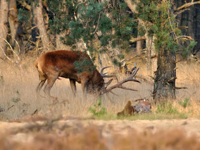 Prachtig weer en volop actie vandaag, op veld 1 van de Wildbaan. Maar ja, hoe kom je nu, bij voorkeur met een andere plaat dan anders, tegemoet aan een recente opmerking op NP over hertenmoeheid etc.? Op een gegeven moment zag ik dat smiechtmans op aanzienlijke afstand iets in zn schild voerde. Kijk, hij graaft, zei iemand naast me. Ik denk dat het wat anders is, gnuifde ik, nadat ik de sprenkelende sprankelaar had zien bewijzen dat een man een man is...