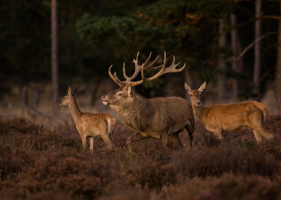 Deze foto is gemaakt op de Wildbaan , de herten
kwamen pas later op de avond naar voren.
gr Dirk Boon