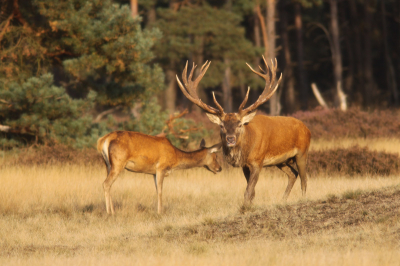 Ook eens naar de Wildbaanweg geweest. Geweldig om te zien dat er zoveel liefhebbers zijn om dit fantastische schouwspel van de bronst mee te maken! Al is het dan op een voerplek...
Ik heb enorm genoten en fraaie foto's kunnen maken.
Ben benieuwd wat jullie ervan vinden. Vooral tips voor nog meer scherpte zijn meer dan welkom.