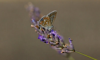 Heb nog veel na te genieten van de vakantie. Deze icaris wilde wel wel even poseren op de lavendel.
