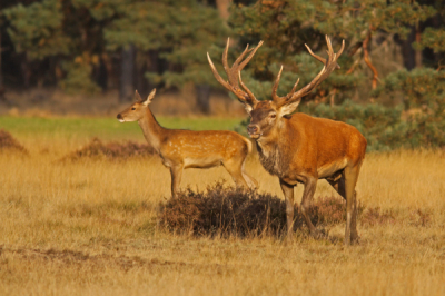 Zoals jullie allemaal kunnen zien is ook deze gemaakt vanaf de Wildbaanweg. Ondanks de vele toeschouwers bleven de dieren erg rustig en gedroeg dit mannetje zich als een ware tiran. Elke dame die, naar zijn zin, te ver weg liep werd op niet te verstane wijze teruggehaald. Helaas heb ik daar geen geschikte foto van kunnen maken...