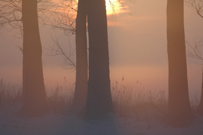 <i class='fa fa-user'></i> Manus | Zonsondergang door de bomen en laaghangende nevel  <i class='fa fa-eye'> 223</i>   <i class='fa fa-comment-o'> 3</i>