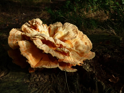gisteren deze zwam al gezien , maar geen toestel bij me, vanavond uit het werk met met mijn Panasonix DMC- DTZ7 deze opname gemaakt. met nog net een beetje zon op de zwam.  iso 80 ,   1/200 , f 3,8  , exposure - 0,33, focal lenght 52mm