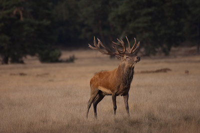 Normaal ben ik buiten het park op zoek naar wild, maar een Nederpix member heeft mij toch weten over te halen. Eerlijk, ik heb genoten van de prachtige dieren!

Dit mannetje ging er lekker stoer bij staan om zijn vrouwtjes te imponeren.