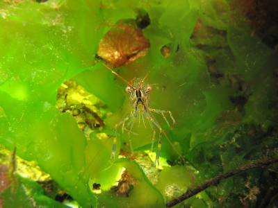 Tijdens een ondiepe duik tegen een eilandje waren er weer genoeg gewillige garnalen om te fotograferen. Een van mijn wensen was om er een zwevend of zwemmend vast te leggen. Hier is dat gelukt, ik ben hier zelf bijzonder blij mee. Er was best wat deining en de omstandigheden waren niet makkelijk. Rechts zie je het donkere van de dijk, links de zoninval.