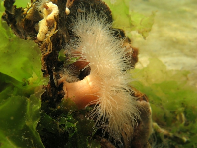 Weer een van een ondiepe duik, op de zandbodem met her en der zeesla en dan een brok op elkaar gegroeide oesters met daarop weer allerlei leven. Hier een hele uitbundige anjelier met een mooie zalmkleurige stam. Diepte 2,5m.