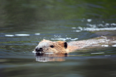 Toen we s�avonds terugkwamen van een bezoek aan de Salmon Glacier in Hyder-Alaska reden we langs een idilisch meertje �Moose Lake� genaamd, ik zag net een bever naar ons toe kwamen gezwommen, vlug de wagen opzij gezet en we konden een 3-tal plaatjes schieten.