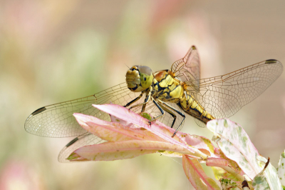 Laat in de ochtend, ze zat helemaal bovenin een uitlopend dwergwilgje vandaar de roze onder- en achtergrond. 
De kleuren zijn dus origineel