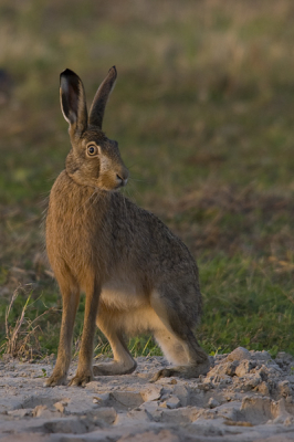 Deze haas wist ik gisteren in het laatste beetje avondlicht te fotograferen. Hij kwam zo maar in eens voor mijn tentje zitten, terwijl ik op een torenvalk aan het wachten was. Leuk meegenomen toch. 
Wat vinden jullie ervan?