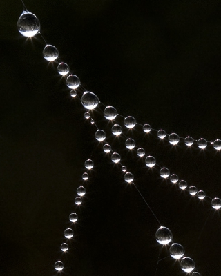 Vanmorgen was het weer heerlijk mistig en windstil. Dit gaf mij de gelegenheid om enkele spinnenwebben verzadigd met dauwdruppels te fotograferen. De zon liets deze druppels werkelijk stralen.