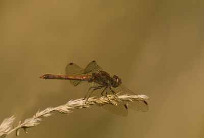Vanuit de hand geschoten met 300mm + TC 1.4.
Naar mijn idee is het een Bruinrode heidelibel. Maar ik kan er ook naast zitten want ze lijken soms erg veel op elkaar.