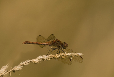 Vanuit de hand geschoten met 300mm + TC 1.4.
Naar mijn idee is het een Bruinrode heidelibel. Maar ik kan er ook naast zitten want ze lijken soms erg veel op elkaar.