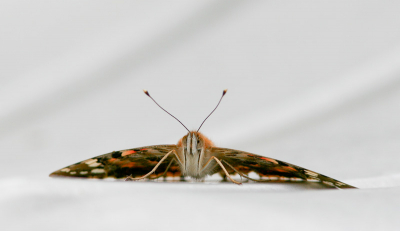 Deze distelvlinder zat even uit te rusten op een tuinstoel.  Meetal probeer je toch de biotoop erbij te zetten. Maar vond dit wel een leuk effect geven. De vlinder frontaal genomen en scherp gesteld op deze manier vloeien de vleugels mooi over in het wit