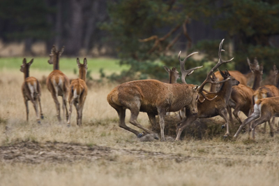 Wie niet luisteren wil moet maar voelen. Tijdens de bronsttijd eet dit geweidragende nauwelijks een hap, kilo's vermagerd probeert het edelhert z'n roede bij elkaar te houden. Dit jonge hert kreeg de volle lading in haar zijflank. Frustratie?