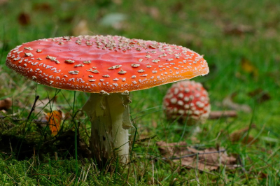 Een gewone paddestoel... en toch ook weer buitengewoon.  
Misschien best wel raar maar ik moest aan mijn kleuterschooltijd denken waar ik dat versje leerde over die paddestoel en Piggelmee... Ik moest grinneken...  Op dat moment liepen er wat mens langs... wat ze dachten weet ik (gelukkig) niet.