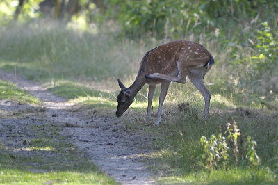 Endlijk heb ik deze   jonge damhert in de AWD ontmoet op de afgelopene zondag. Het was een lekker weer voor de wandeling.
