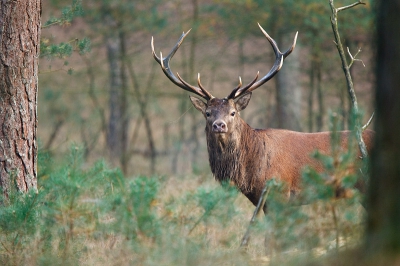 Na het zien van al die Hoge Veluwe herten word het nu eens mijn beurt om wat te laten zien ;-) Afgelopen zondag was een topdag qua de bronst. Erg veel gehoord en gezien maar op de foto krijgen was lang niet altijd makkelijk. Toch een paar foto's kunnen maken. Dit hert liep, nadat hij een paar jonge hertjes had weggejaagd, vlak voor me langs. Ze zijn erg moeilijk vrij te krijgen door alle takken en jonge boompjes.