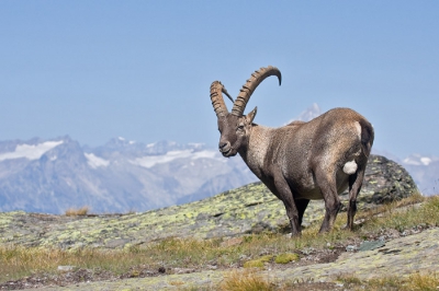 Weer terug van een vakantie in de Alpen. Vele wandelingen gedaan en uiteindelijk het 'icoon' van de Alpen tegen gekomen en vast kunnen leggen. Een mooie ontmoeting in een prachtige omgeving was het