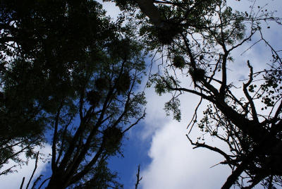 ik zag aalscholvers af en aanvliegen, even zoeken en ik stond recht onder deze nesten.