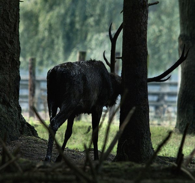 Eindelijk is de bronst hier in Hoenderloo dan ook echt begonnen ! Wij zijn altijd later dan het Nationaal park, maar nu hoor ik elke avond vanuit mijn huis duidelijk het burlen.
Tijdens die bronst nemen de Edelhertmannen geregeld een bad bestaand uit modder, urine en sperma zodat ze aantrekkelijk ruiken voor de vrouwtjes (!) 
Na dit zogenoemde zoelen schuren de herten met hun gewei en kop langs de bomen. Dat is het moment van deze foto.

mvg vanuit het altijd zonnige Hoenderloo