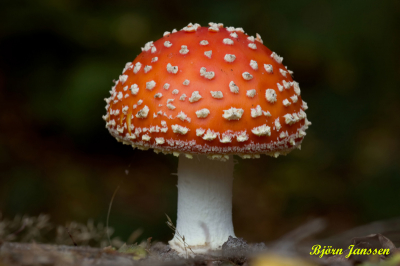 mijn eerste vliegenzwam foto met mijn canon 40d en sigma 150mm macro.
liggend op de grond, misschien voor de toekomst toch een rijstzak kopen, dat werkt denk ik toch iets makkelijker. heb je toch wat meer steun.

de foto heb ik verder heel klein beetje meer kleur gegeven.
om wat rood en geel toe te voegen, zo vind ik dat je meer de herfst kleuren krijgt. en beetje verzadigd.

reactie's zijn altijd welkom.