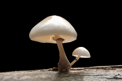 De foto heb ik met een 40d en een 24-105 lens gemaakt.