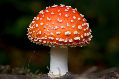 mijn eerste vliegenzwam foto met mijn canon 40d en sigma 150mm macro.
liggend op de grond, misschien voor de toekomst toch een rijstzak kopen, dat werkt denk ik toch iets makkelijker. heb je toch wat meer steun.

de foto heb ik verder heel klein beetje meer kleur gegeven.
om wat rood en geel toe te voegen, zo vind ik dat je meer de herfst kleuren krijgt. en beetje verzadigd.

reactie's zijn altijd welkom.