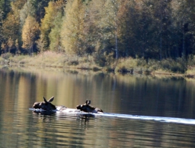 Tijdens een rondreis in Noorwegen zwom een eland met jong een meer over.