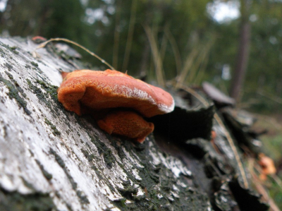 Lopend in het bos langs de ginkelse heide kwam ik ontzettend veel paddestoelen tegen. Plots viel mijn og op dit kleuren contrast. Dode witte berk met deze prachtige rode zwammetjes. De berk zat er behoorlijk vol mee. Naast deze grote (ca 5cm doorsnede) ook heel veel kleine bolletjes, de bolletjes waren nog veel roder van kleur.