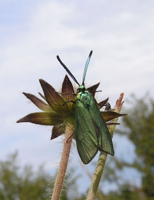 Deze Metaalvlinder klom omhoog tegen een uitgebloeide bloem. Kon hem daardoor tegen de lucht fotograferen.